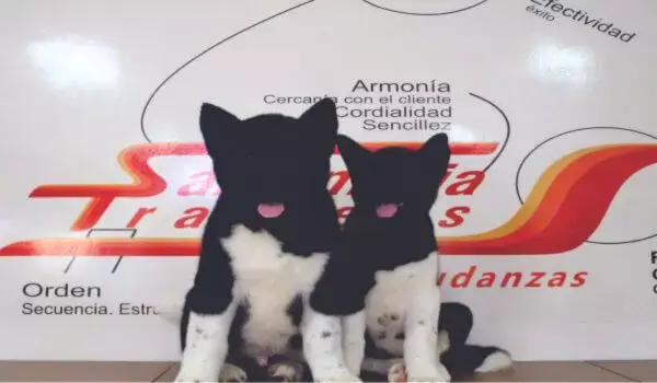 Perros preparados para traslado a otra ciudad por SantaMaria Trasteos